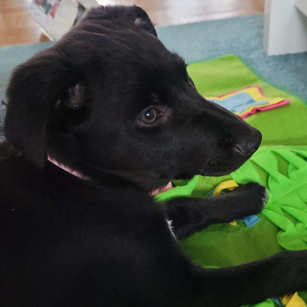 Hundetreffen-Welpentreffen auf der Wiese am exer-Profilbild