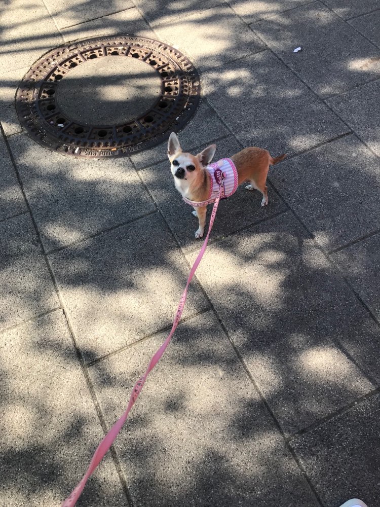 Hundetreffen-Hundesitting Landshut-Profilbild