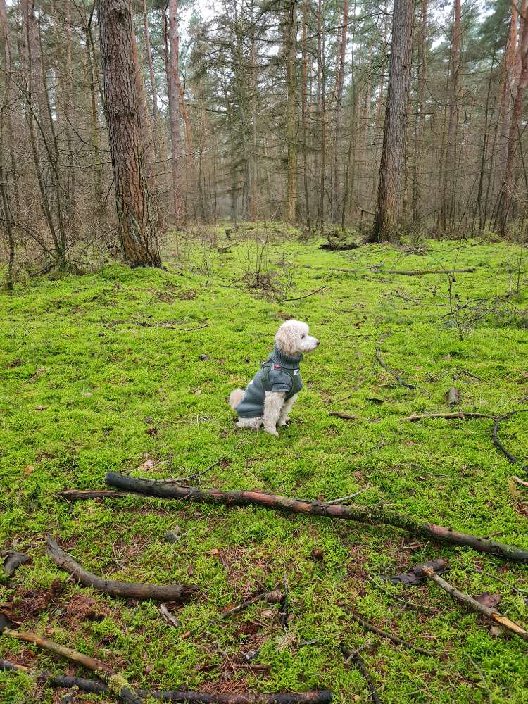 Hundetreffen-Kleinhundetreffen in der Nähe von Schermbeck-Profilbild