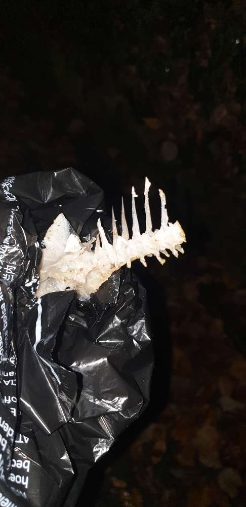 Giftköder-schon wieder Giftköder-Profilbild