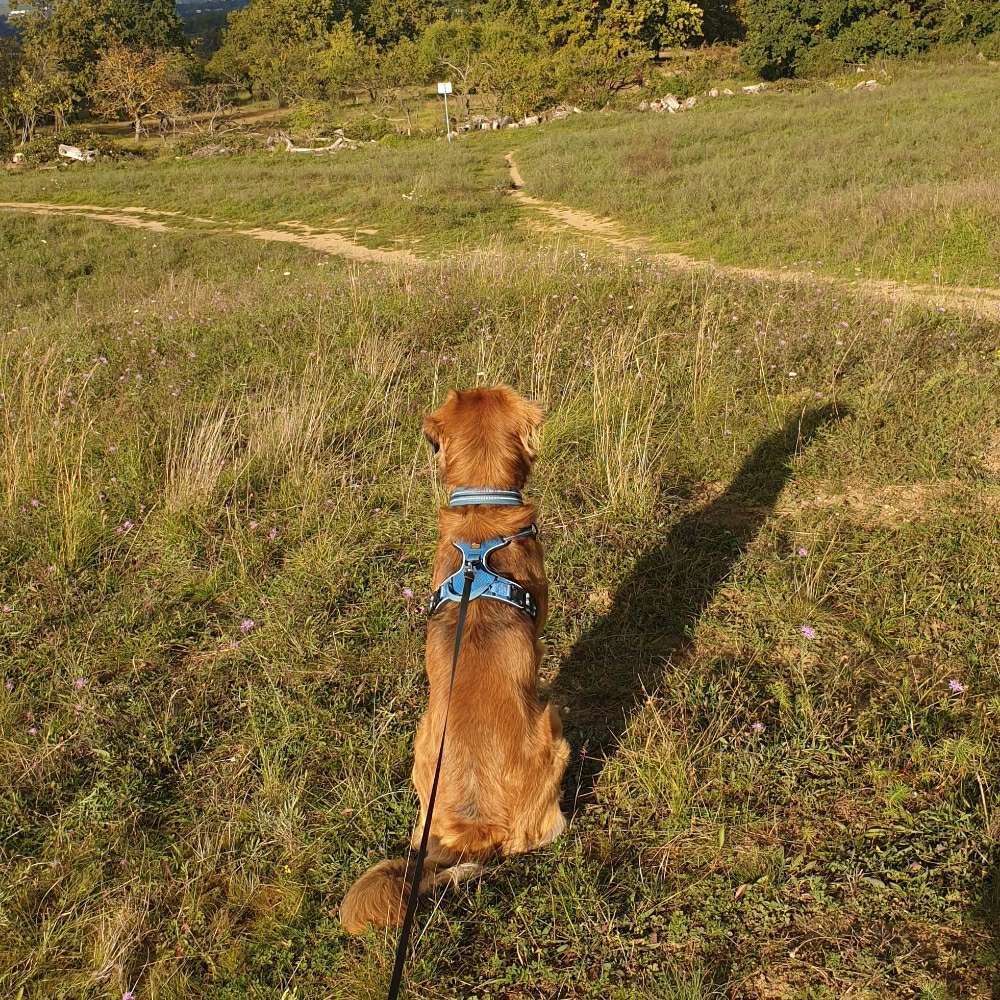 Hundetreffen-Gassirunde am Meenzer Sand-Profilbild