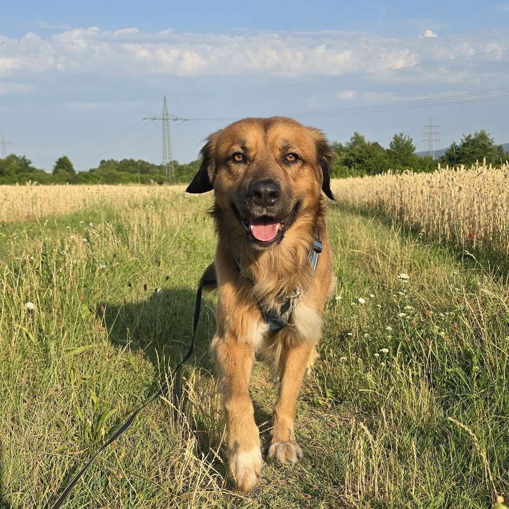 Hundetreffen-Gassirunde-Profilbild