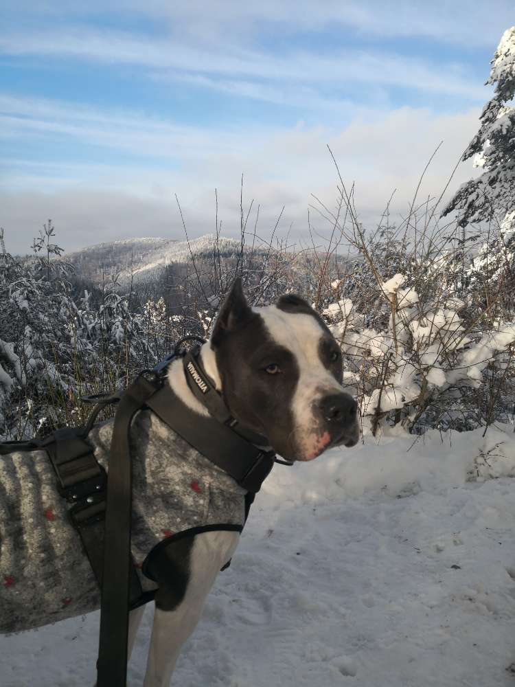 Hundetreffen-Paolo sucht hundefreunde zum üben-Profilbild