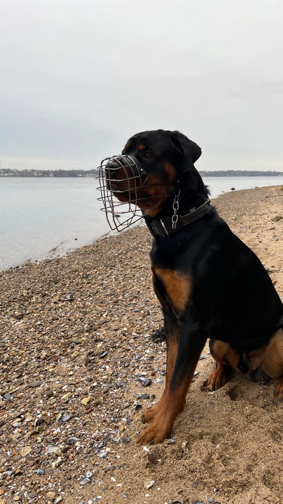 Hundetreffen-Hundebegegnung üben an der Leine-Profilbild