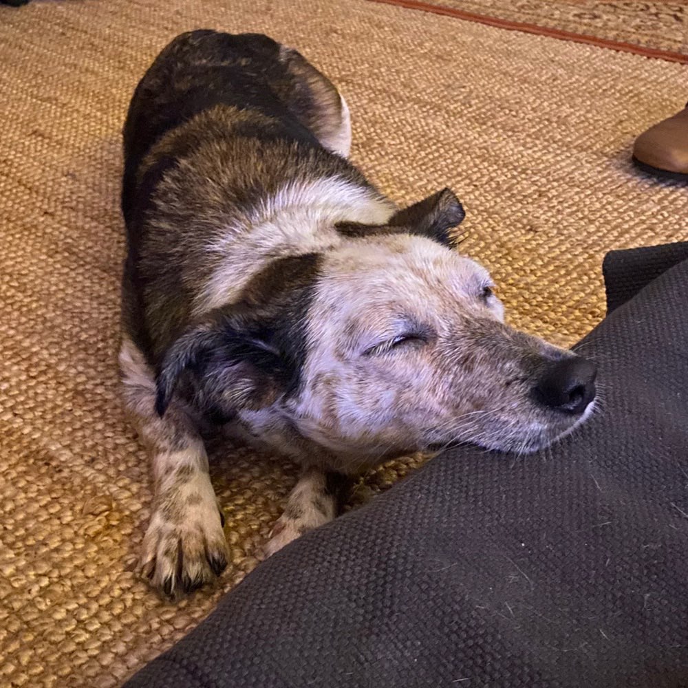 Hundetreffen-Soziale Hundebegegnung-Profilbild