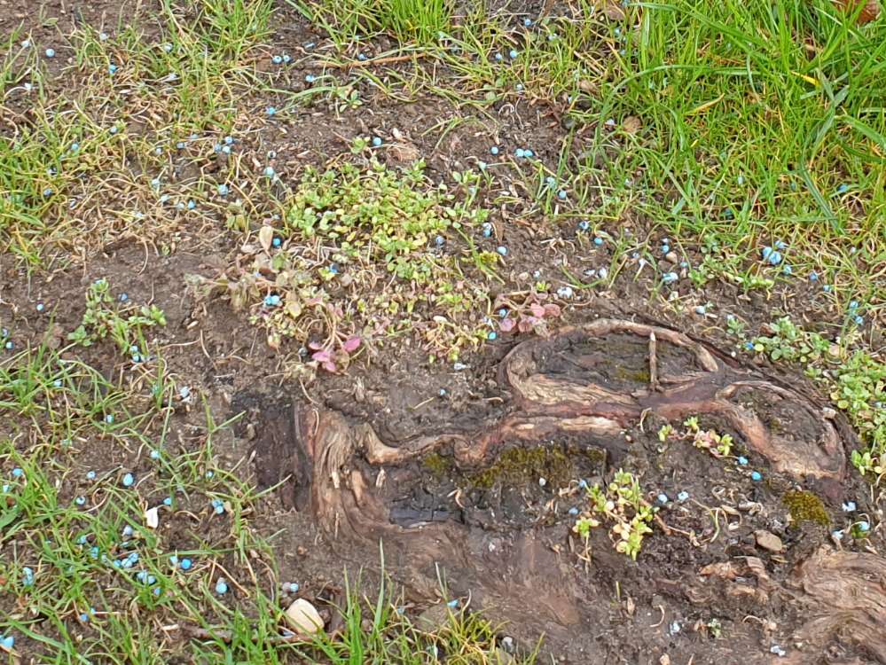 Giftköder-Blaukorndünger (Vermutung)-Profilbild
