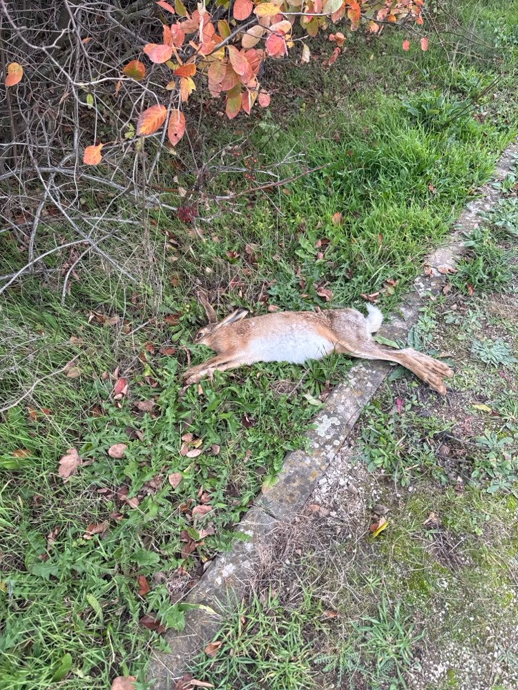 Giftköder-Toter Hase + laufende Hasenjagd-Profilbild