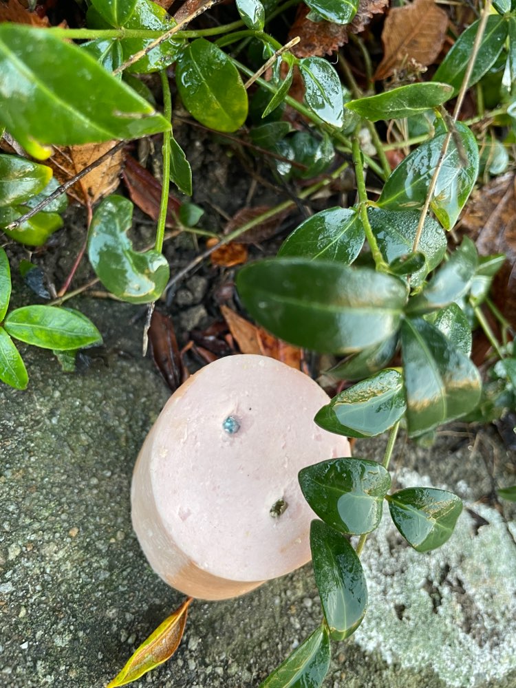 Giftköder-Wurstköder mit Schrauben !-Profilbild