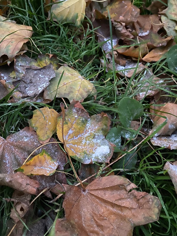 Giftköder-Weißes Pulver im Gras-Profilbild