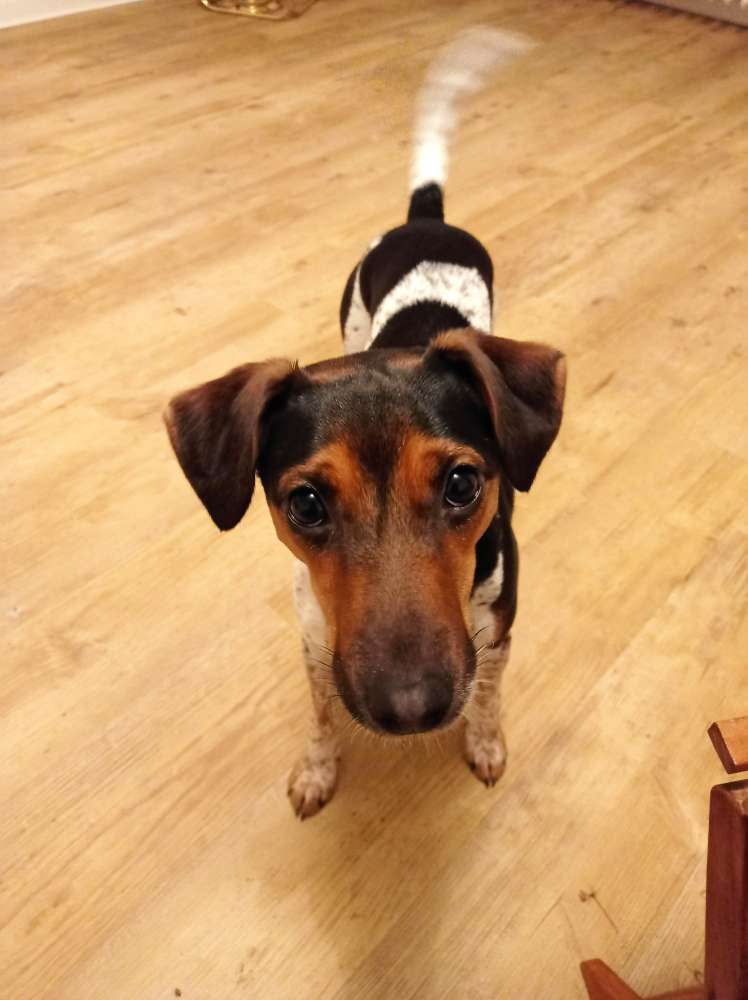 Hundetreffen-Hundebetreuung 2-3x/Wo. 1-2h-Profilbild