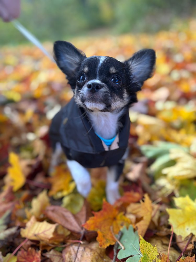 Hundetreffen-Gassi Runde / Spielrunde-Profilbild