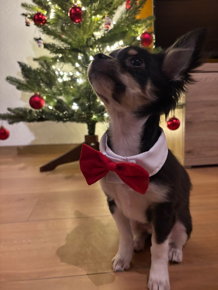 Hundetreffen-Welpen-/ Hundetreffen-Profilbild