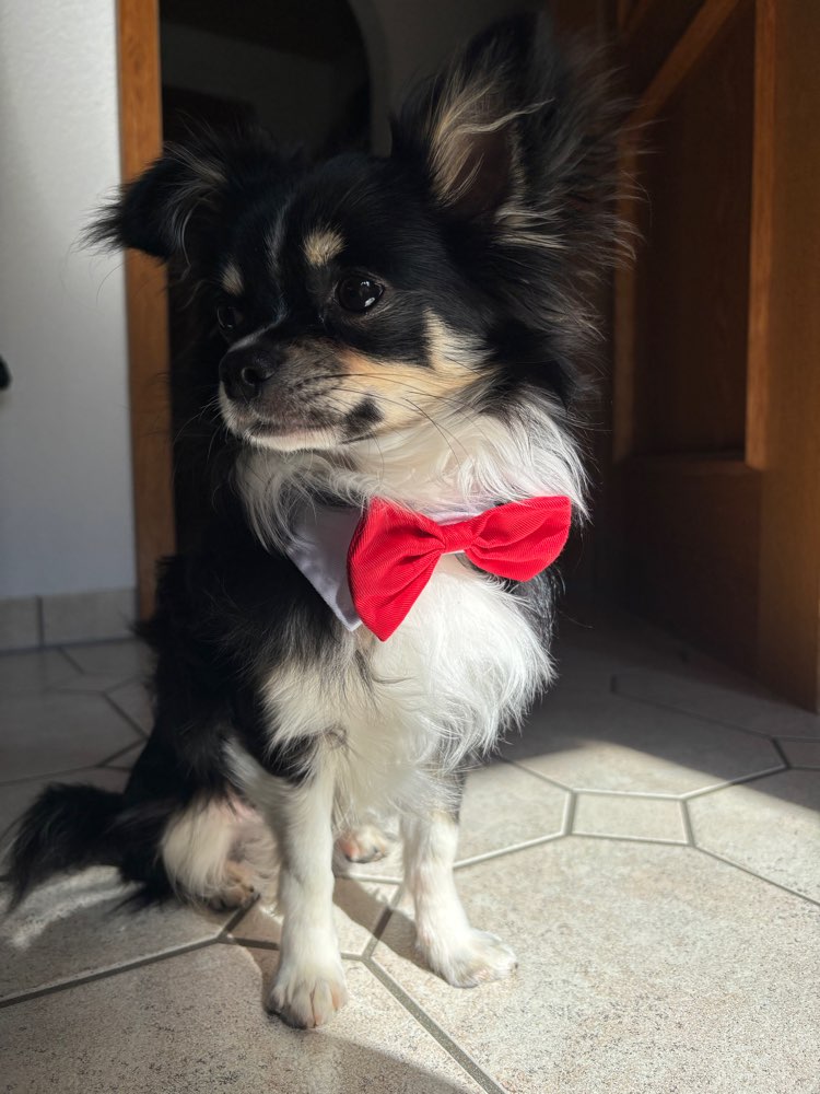 Hundetreffen-Junghundtreffen / Spaziergang-Profilbild