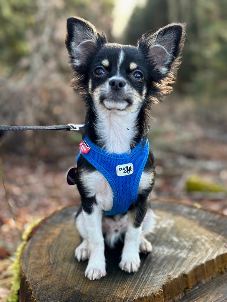 Hundetreffen-Welpenspaziergang (Spielrunde) 🐾-Profilbild