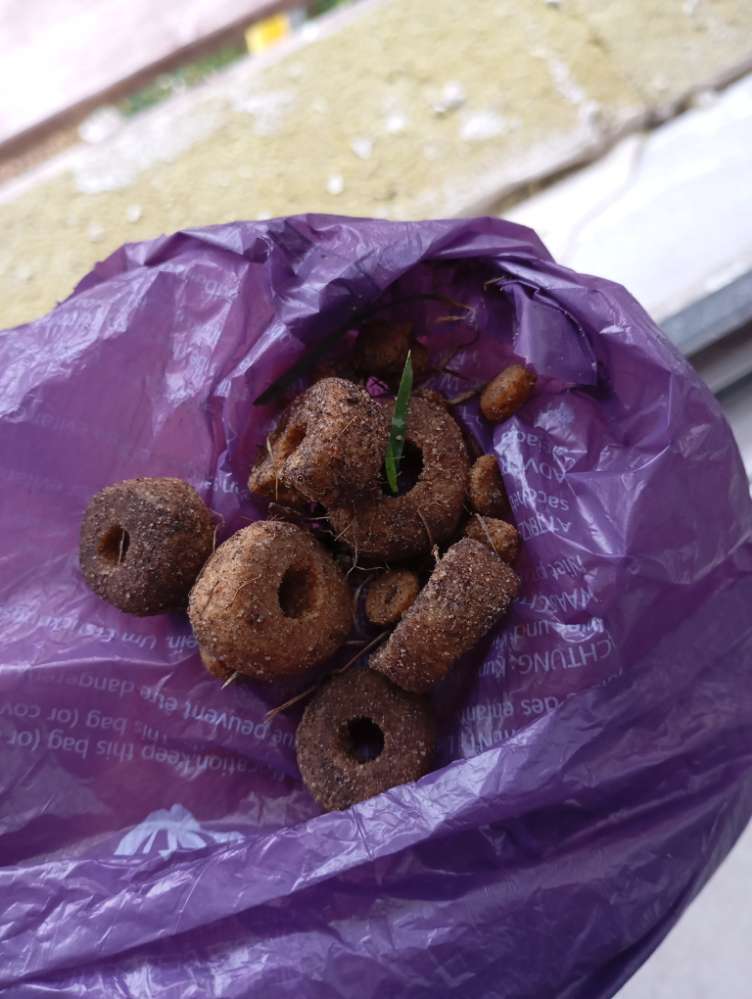 Giftköder-Evtl. Giftköder-Profilbild