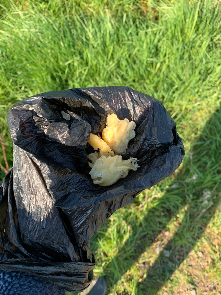 Giftköder-Potentieller Köder in Bergkirchen-Profilbild