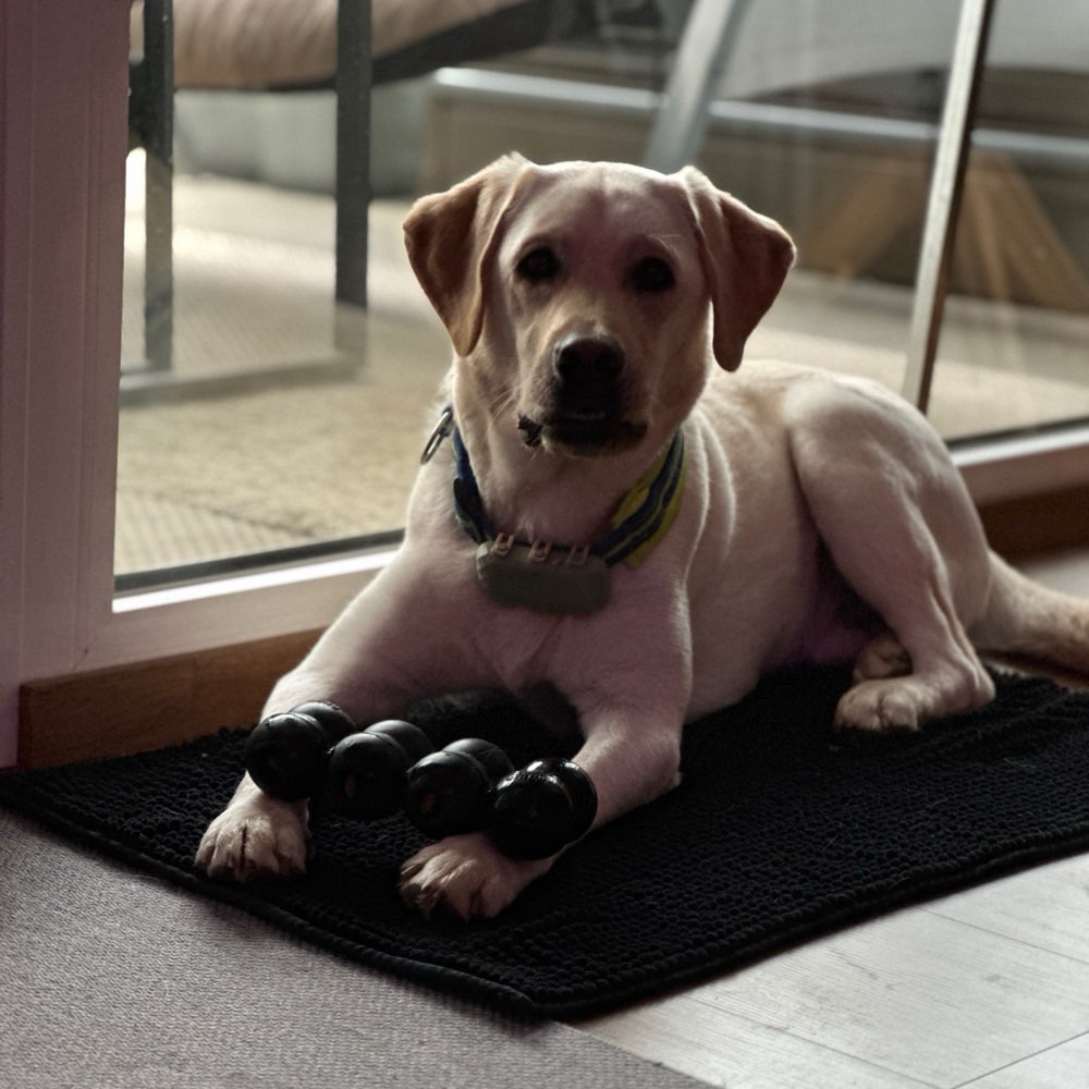 Hundetreffen-Suche nach Hundefreunde-Profilbild