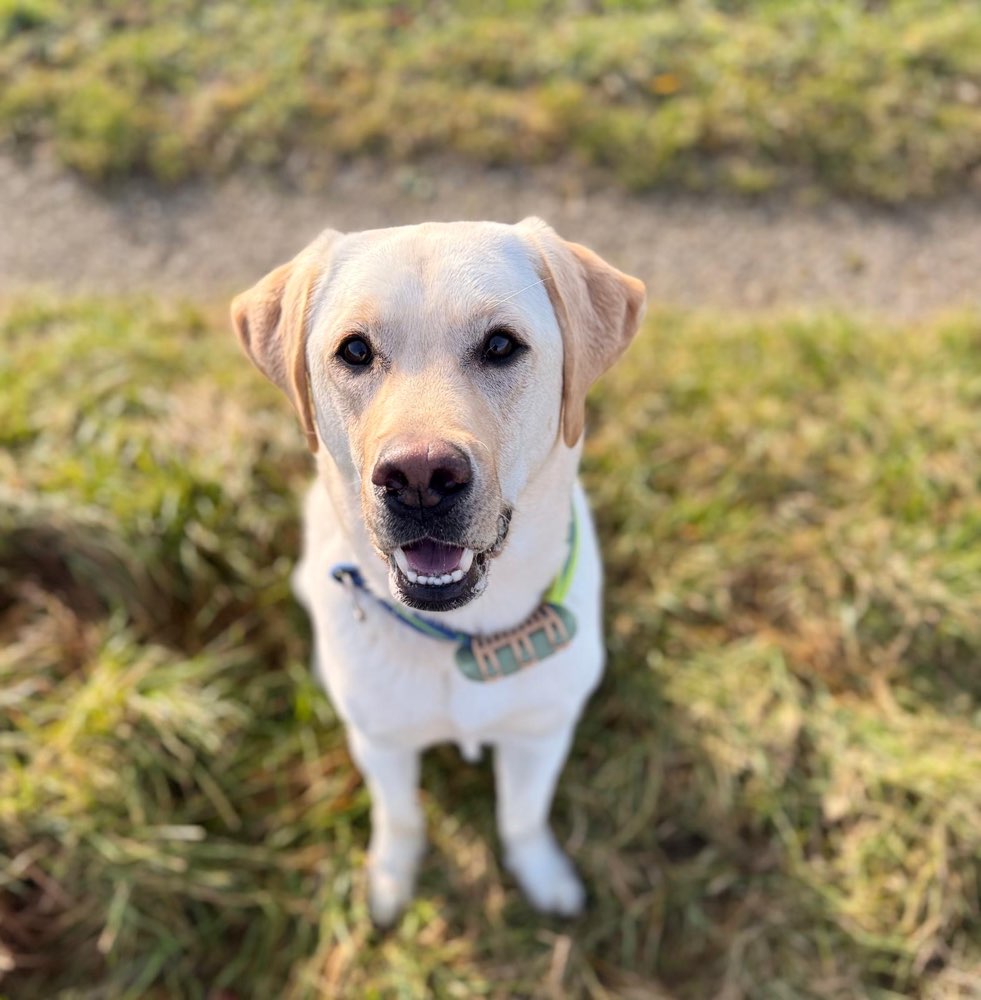 Hundetreffen-Hundebegrüßungen üben-Profilbild
