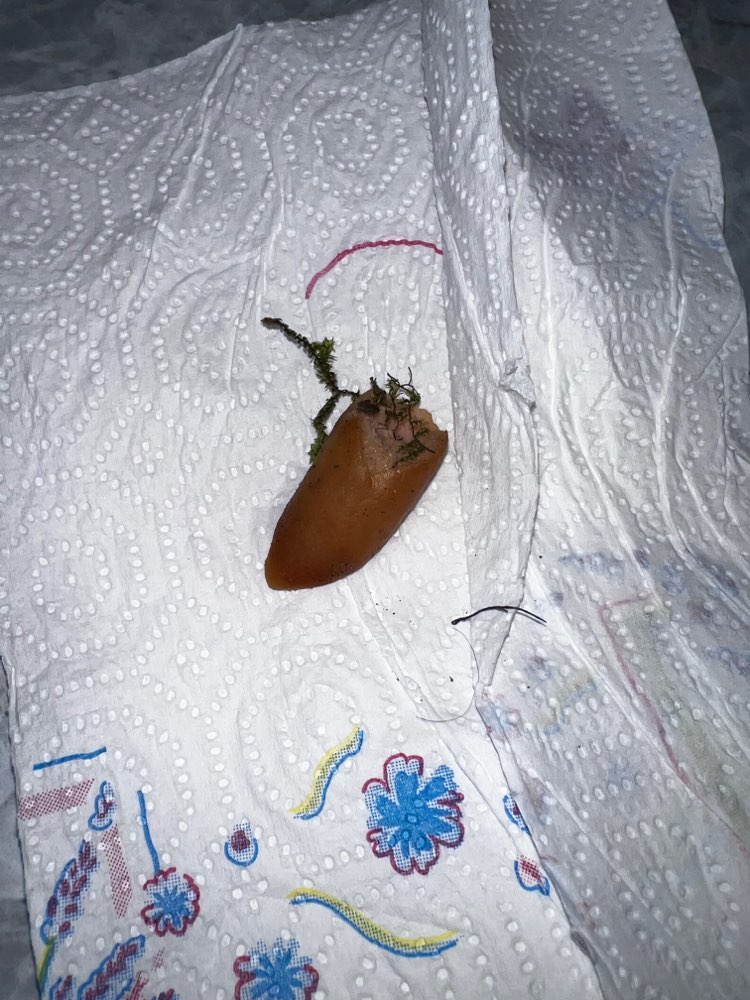 Giftköder-evtl. Giftköder-Profilbild