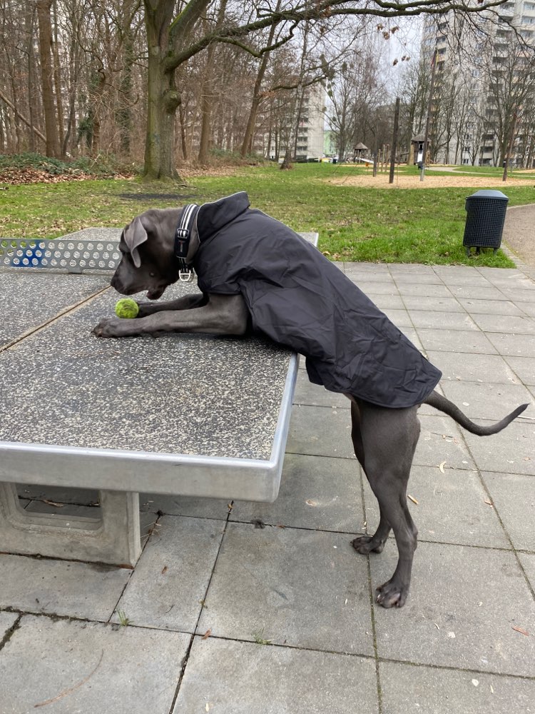 Hundetreffen-Groß Hundetreff-Profilbild