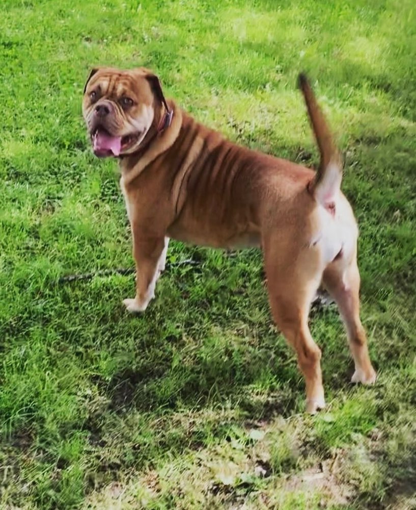 Hundetreffen-Treffen und spazieren gehen mit meine bonita 😅-Profilbild