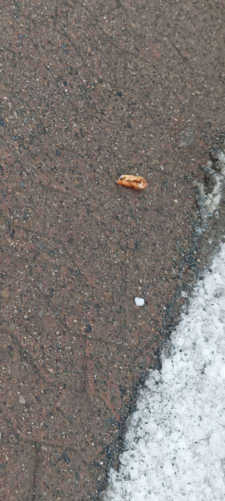 Giftköder-Hähnchenschenkel, zum Teil roh-Profilbild