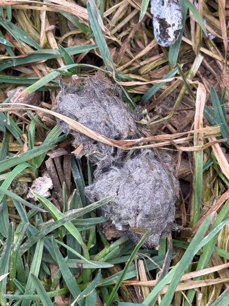 Giftköder-Vermutlich Giftköder-Profilbild