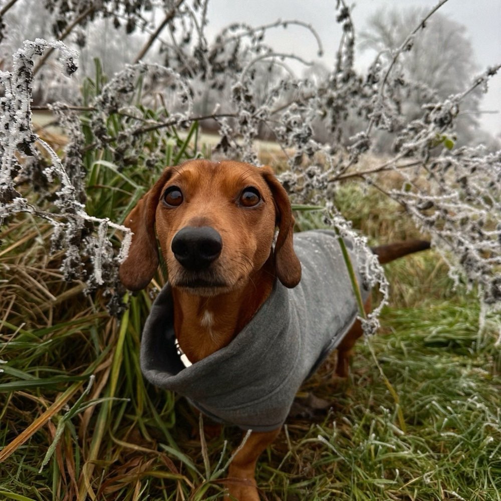 Hundetreffen-Gegenseitiges Hundesitting/walking-Profilbild
