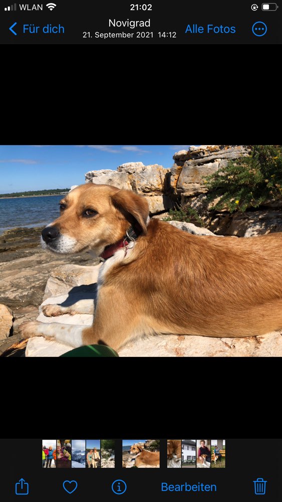 Hundetreffen-Radeln mit Hundeanhänger-Profilbild