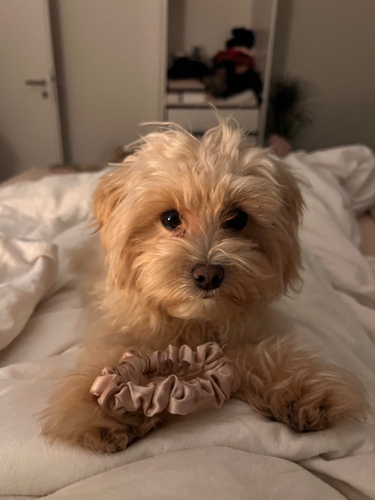 Hundetreffen-Spielkameraden für Balou-Profilbild