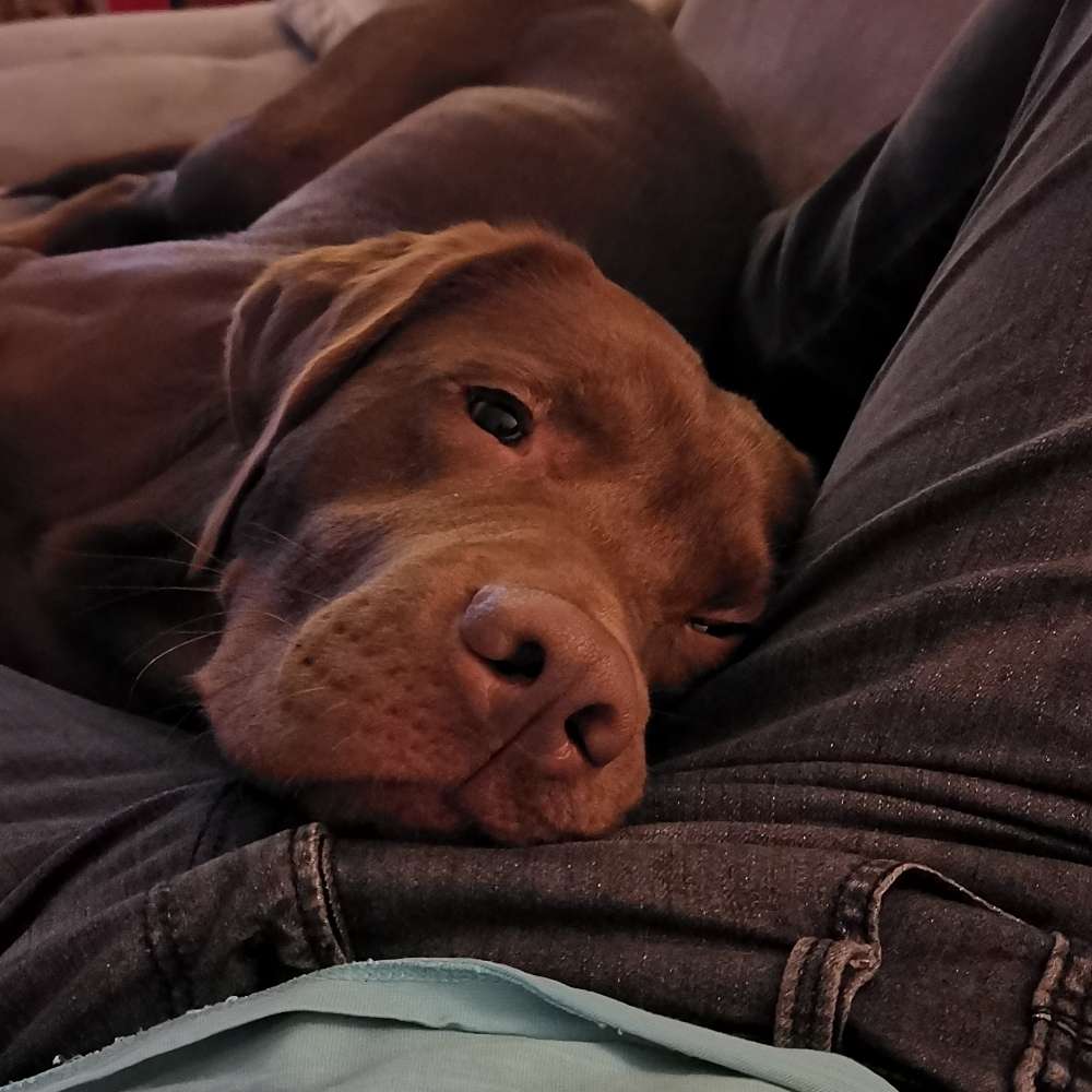 Hundetreffen-Spiel- & Trainingspartner-Profilbild