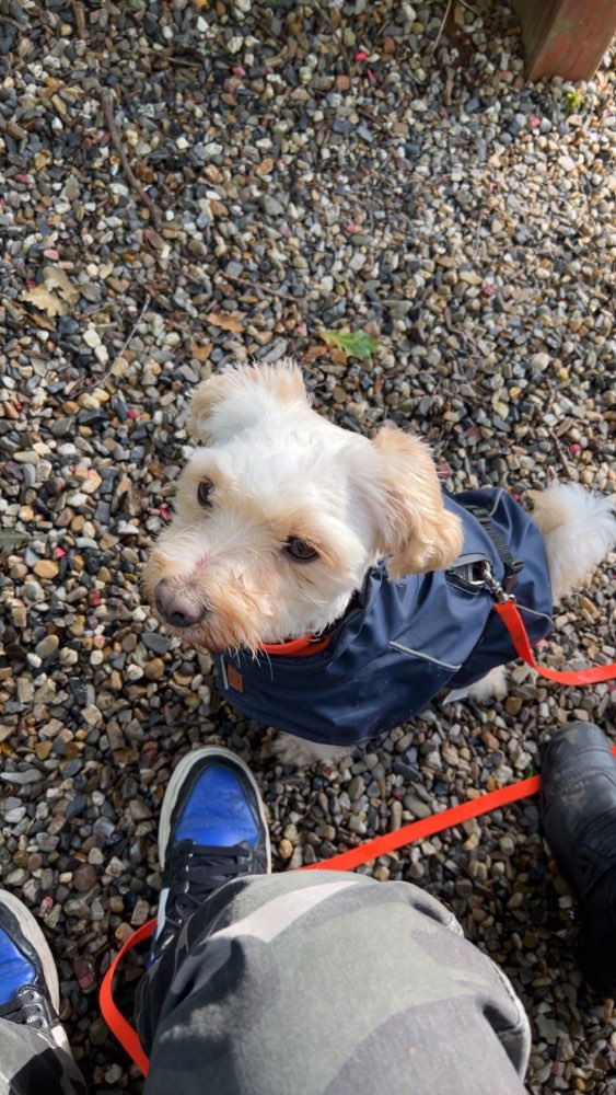 Hundetreffen-Gassi und spiel runde-Profilbild