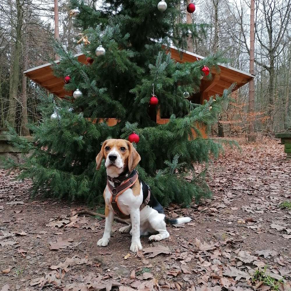 Hundetreffen-Gassirunden / hundekumpels-Profilbild