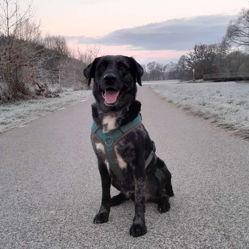 Hundetreffen-Spielpartner gesucht-Profilbild