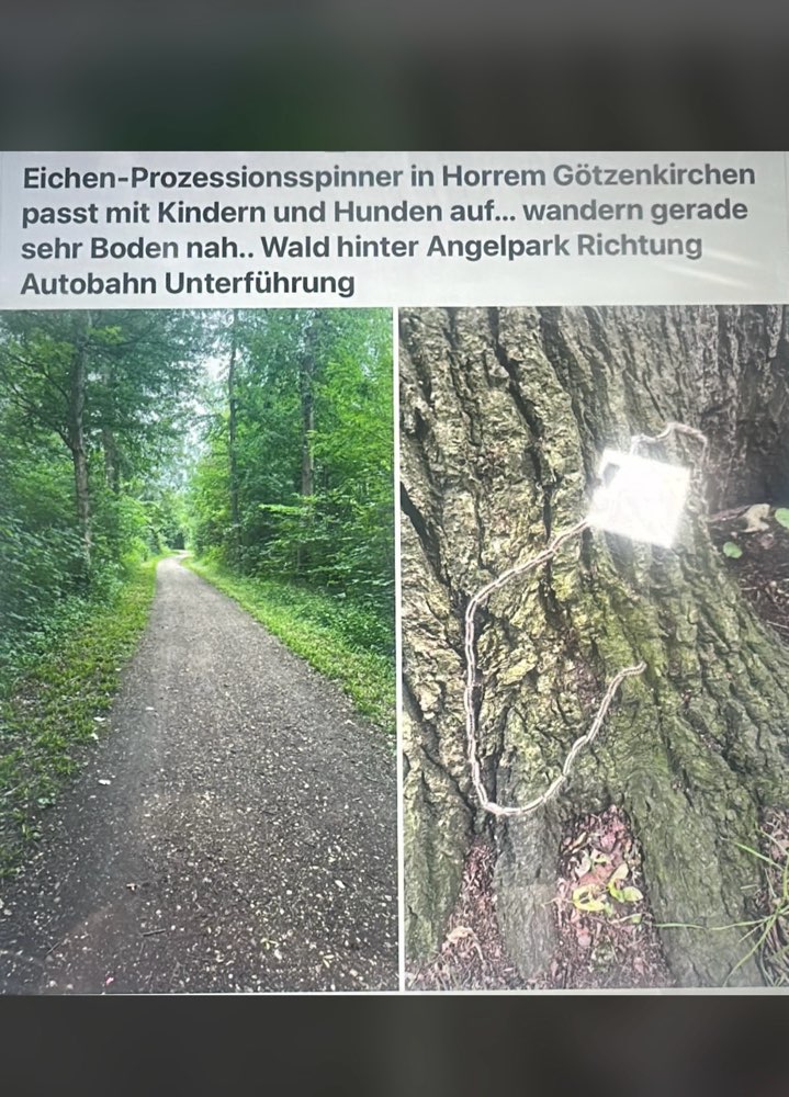 Giftköder-Eichen-Prozessionsspinner in Horrem-Profilbild