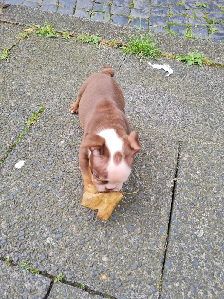 Hundetreffen-Welpen treffen-Profilbild