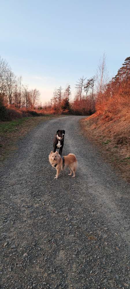 Hundetreffen-Spaziergänge mit Freilauf "Golfplatz am Lüderich" Sonntags ab 7:30 Uhr-Profilbild