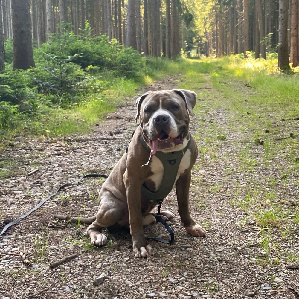 Hundetreffen-Gemeinsame Spaziergänge-Profilbild