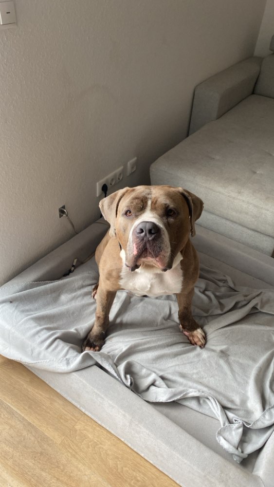 Hundetreffen-Trainingspartner(in) / Spielpartner(in)-Profilbild