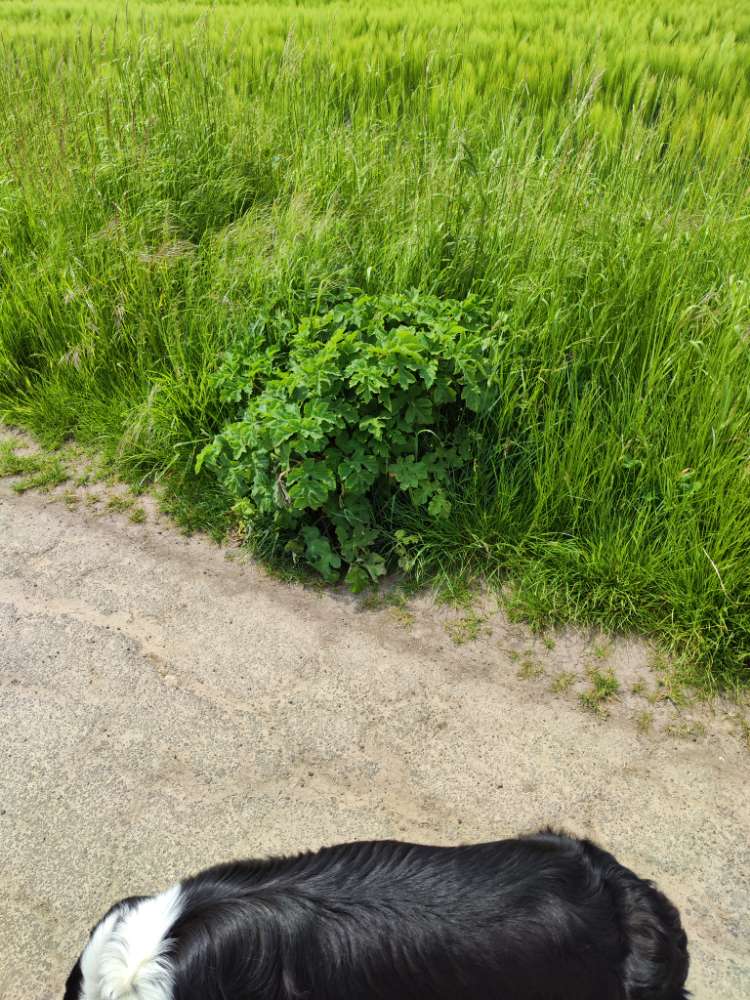 Giftköder-Riesenbärenklau-Profilbild