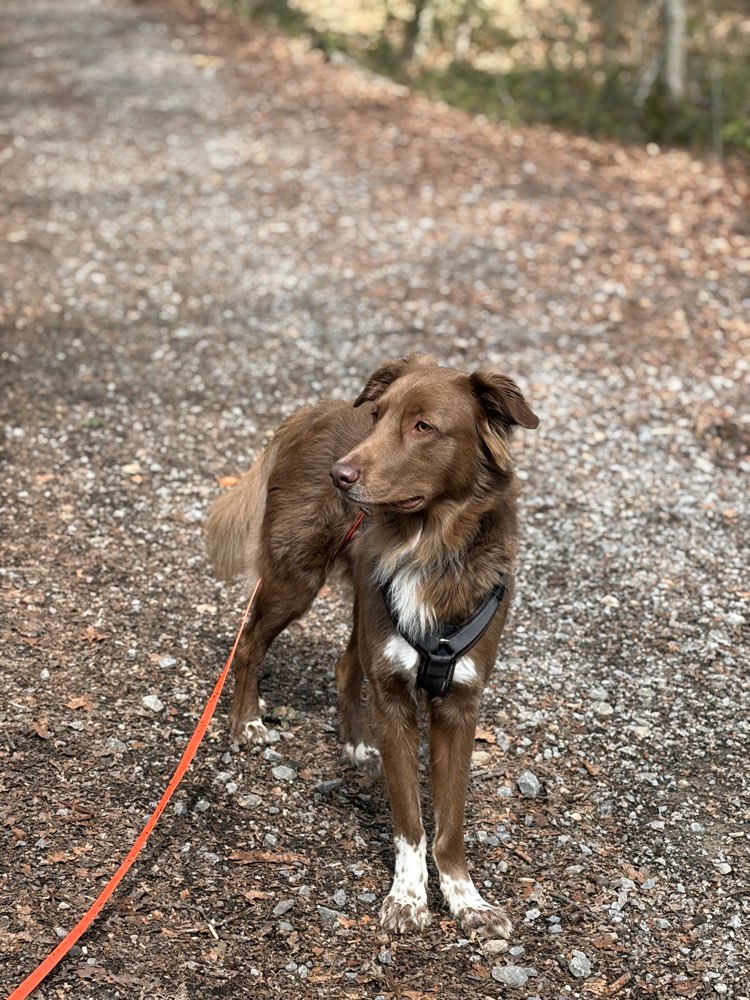 Hundetreffen-🐾 Spazierpartner für Bailey gesucht 🐾-Profilbild