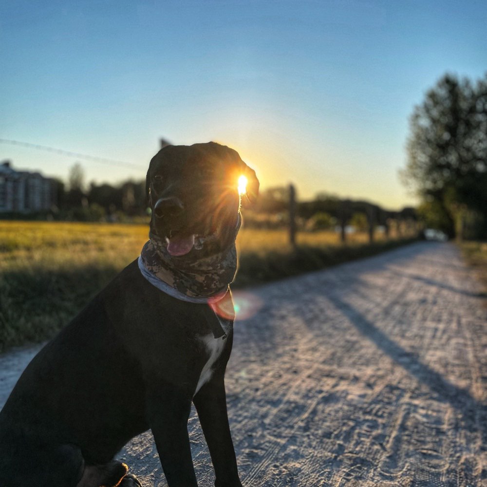Hundetreffen-Hunde Runde in und um Bad Zwischenahn am liebsten Samstag Vormittag-Profilbild