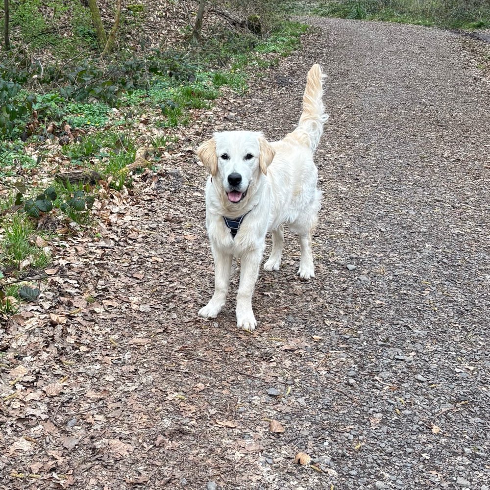 Hundetreffen-Gassirunde und Spieltreffen in Heusweiler-Profilbild