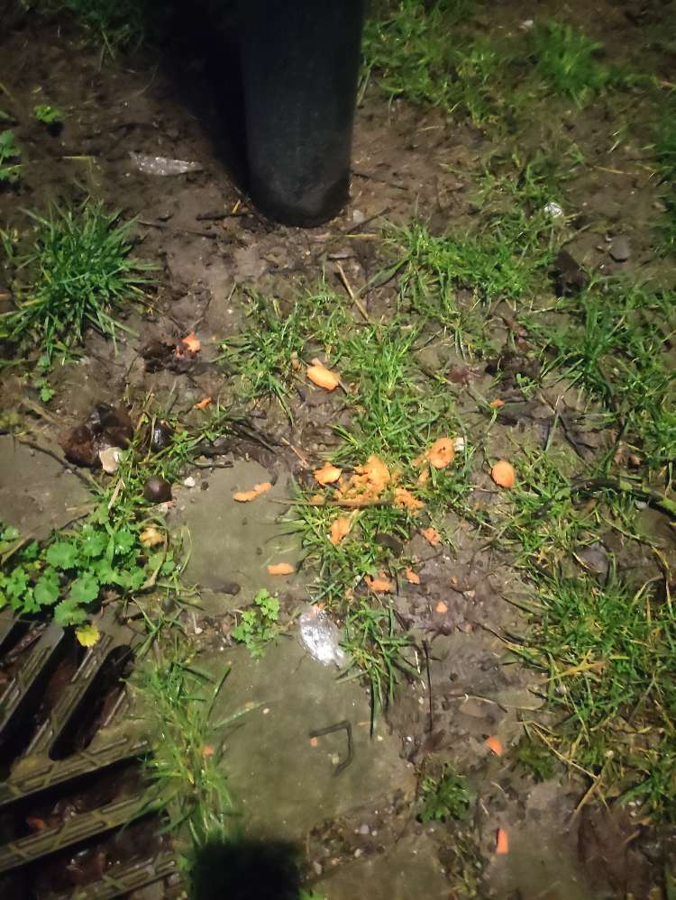 Giftköder-Karotten-Stücke-Profilbild