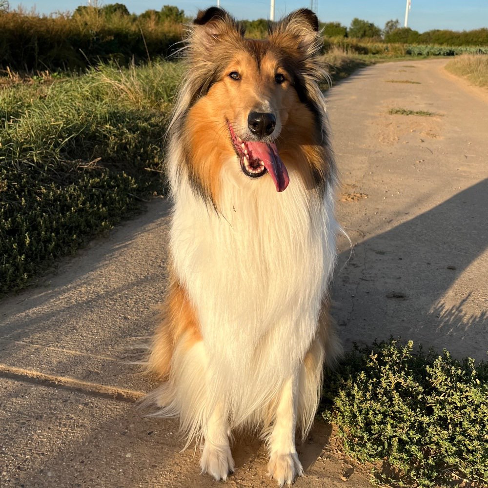 Hundetreffen-Nala sucht Trainingsgefährten 🥰🐕-Profilbild