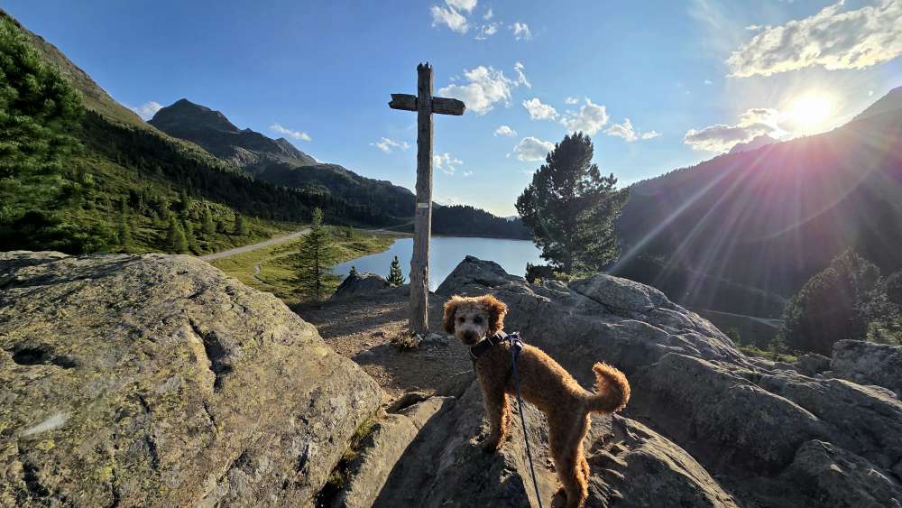 Hundetreffen-Hundespielpartner-Profilbild