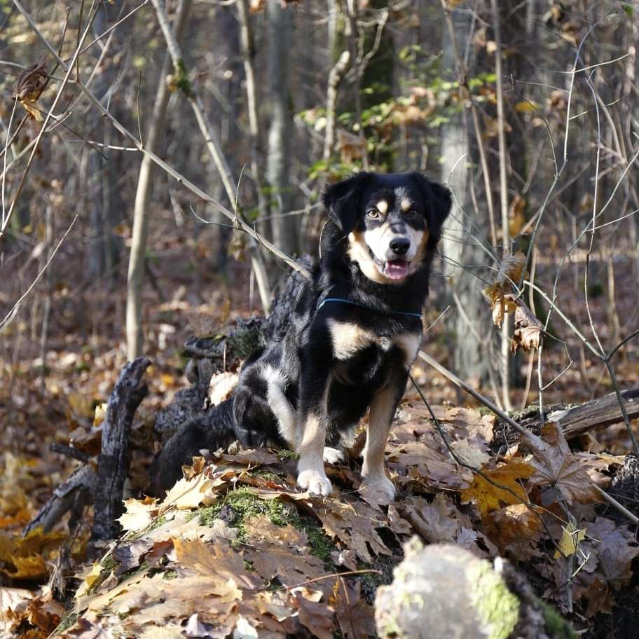 Hundetreffen-hunde Karow, Neue Wiesen-Profilbild