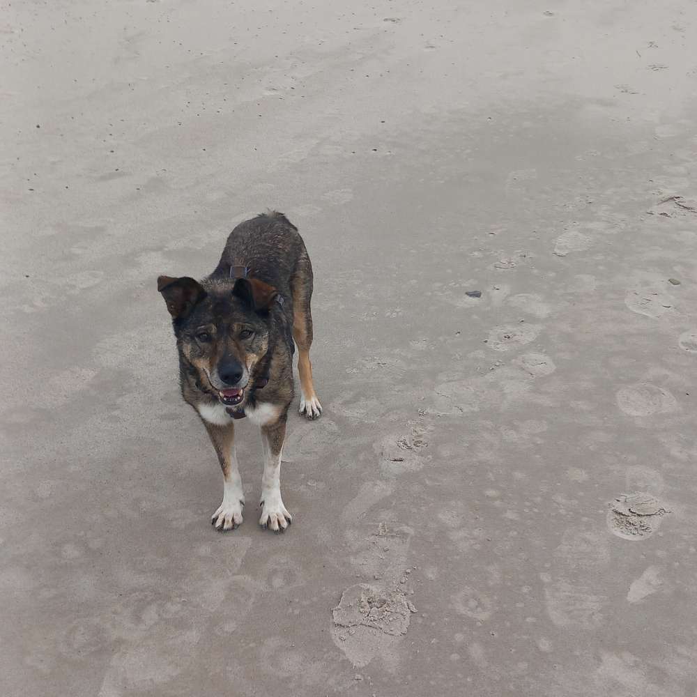 Hundetreffen-Ältere Damen gesucht-Profilbild