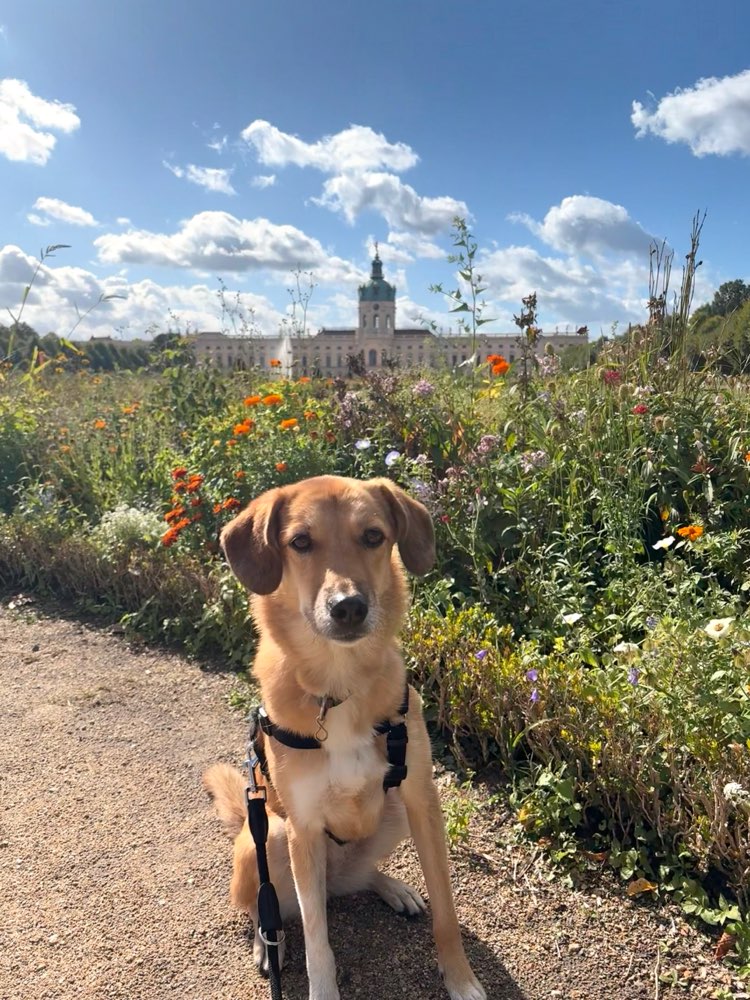 Hundetreffen-Hundekumpels am Lietzensee gesucht-Profilbild