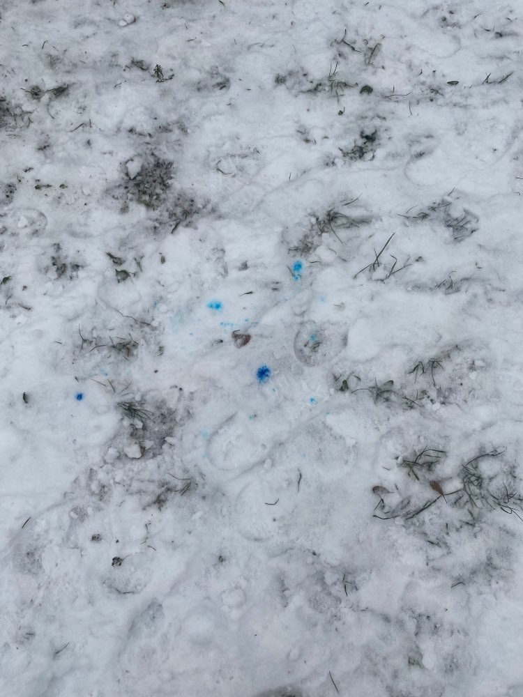 Giftköder-Blaues Granulat (evtl Rattengift)-Profilbild